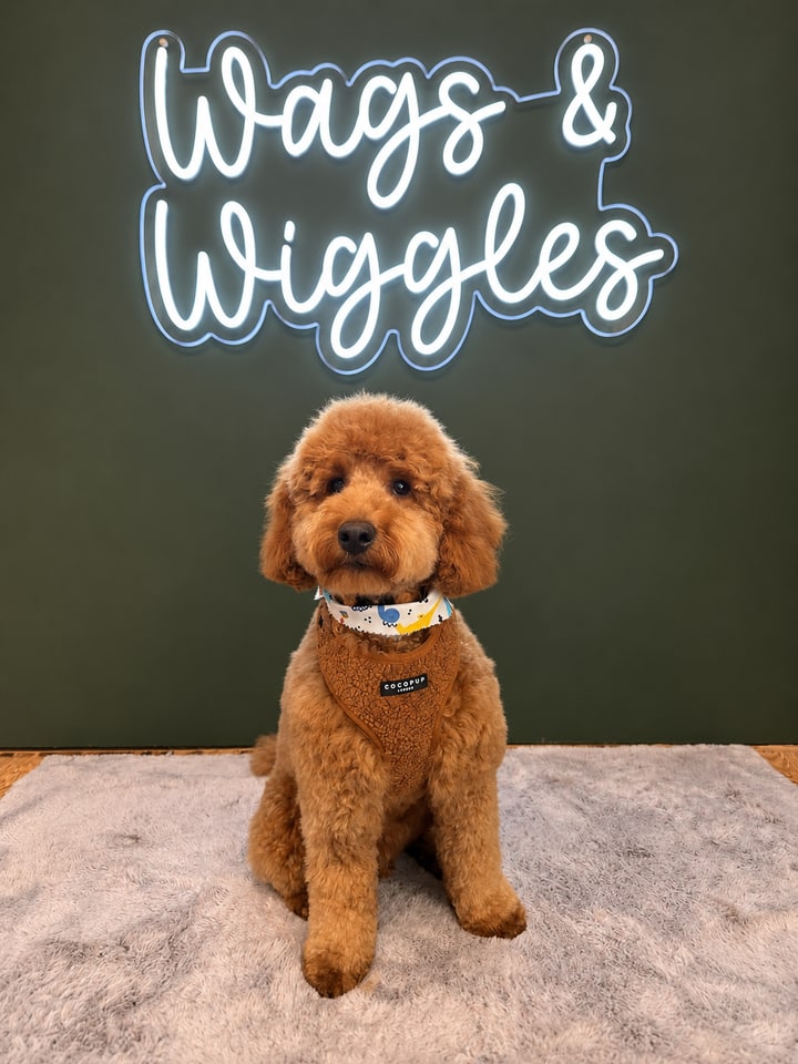 Apricot curly-coated dog beneath the Wags and Wiggles salon sign