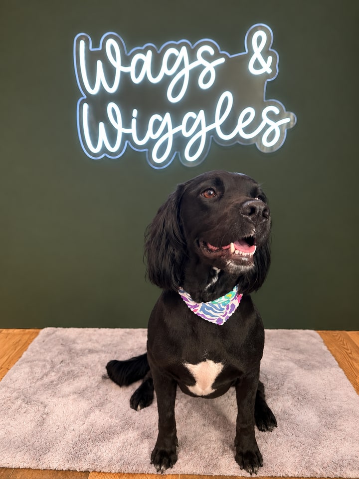 Black dog with a white chest and a patterned bandana in the salon