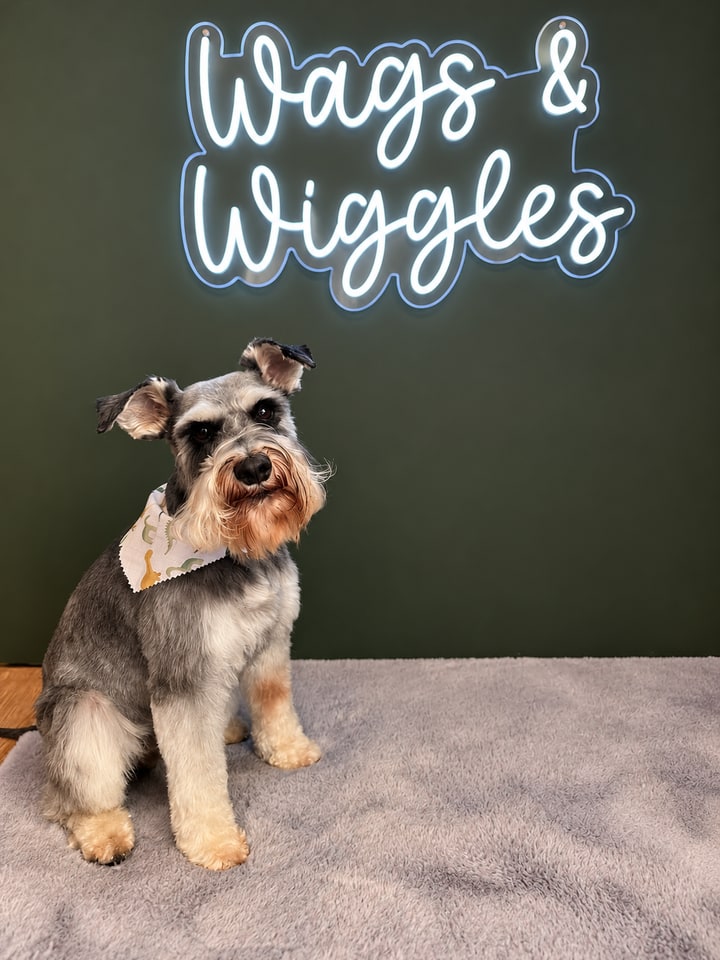 Grey and white schnauzer sitting beneath the salon sign