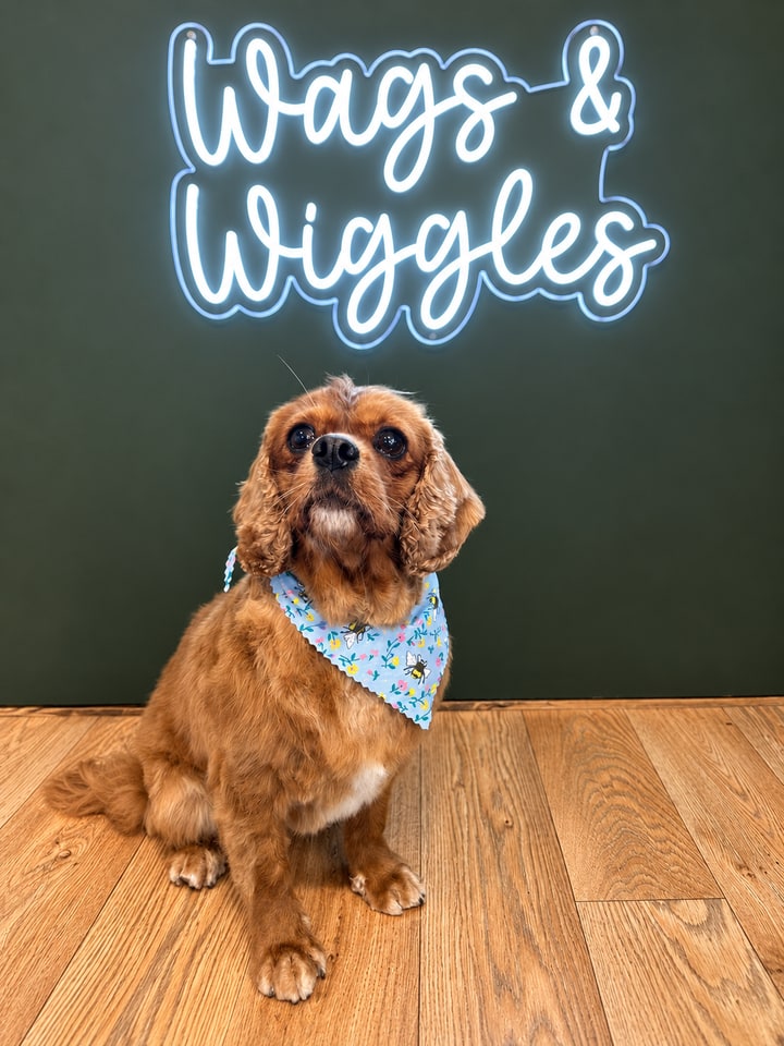 Chestnut spaniel wearing a blue bandana