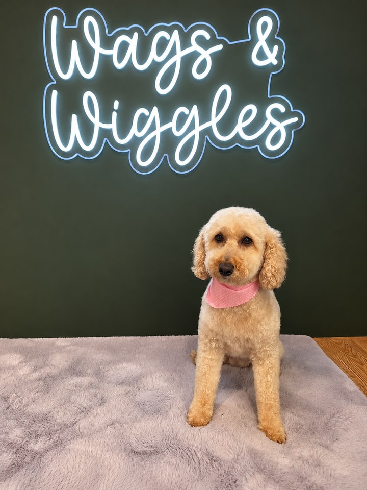 Cream curly-coated dog wearing a pink bandana