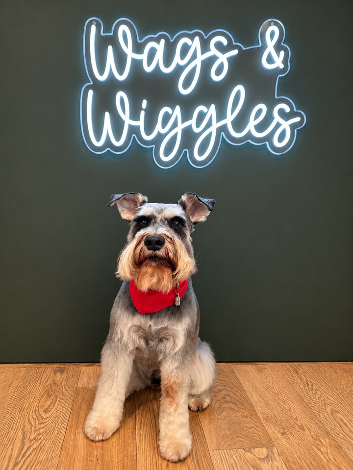 Schnauzer wearing a red bandana in the salon portrait area