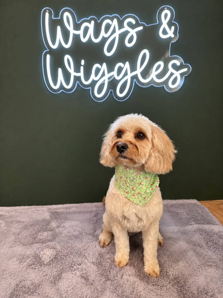 Golden curly-coated dog wearing a green bandana