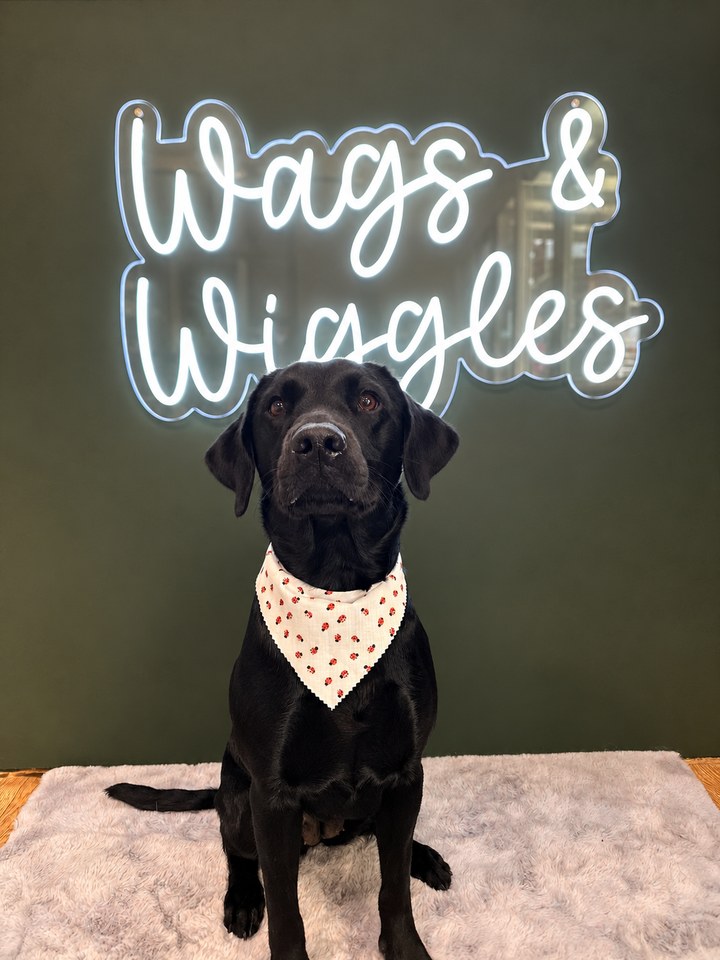 Black Labrador-type dog wearing a cream patterned bandana