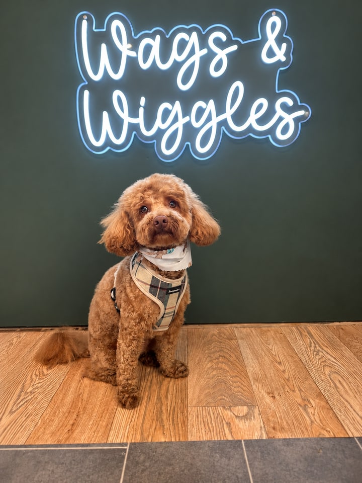 Apricot curly-coated dog sitting in the salon portrait area
