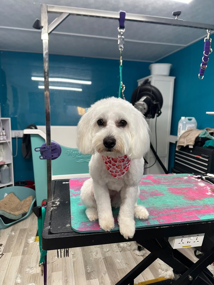 White fluffy dog with a pink bandana on the grooming table