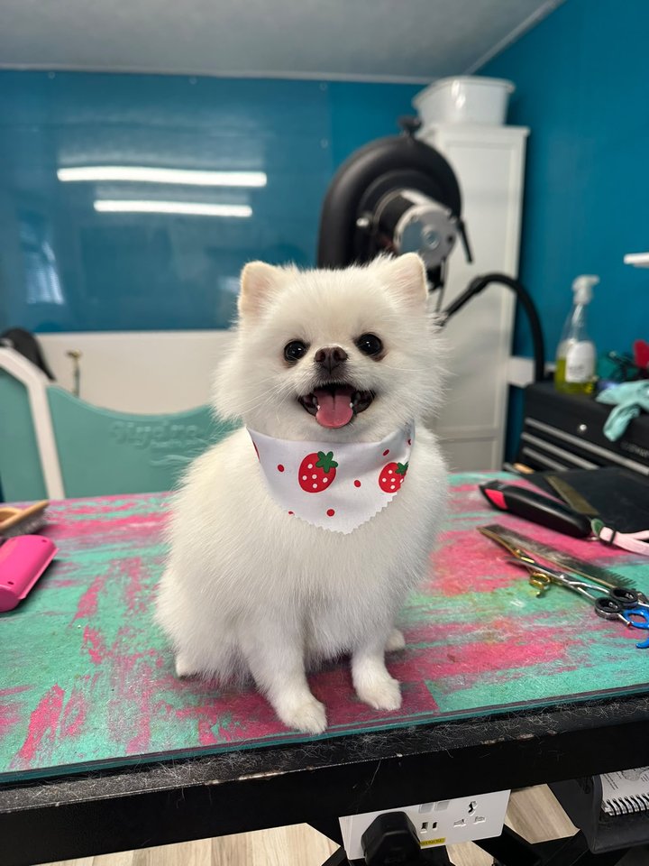 Small white fluffy dog wearing a strawberry-patterned bandana