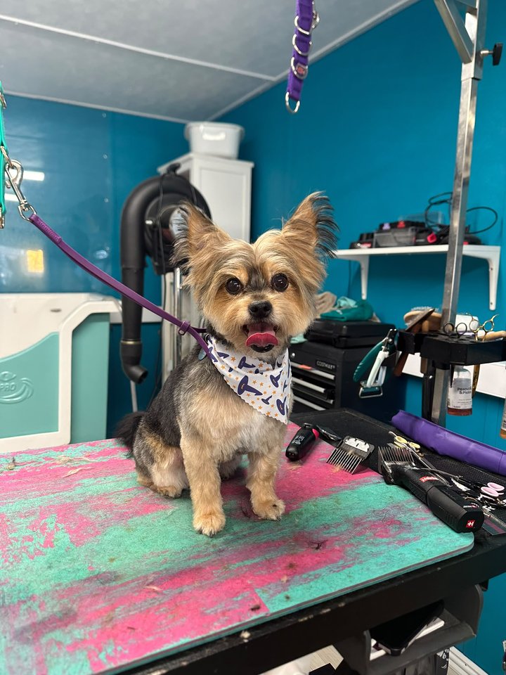 Small tan dog with upright ears on the grooming table
