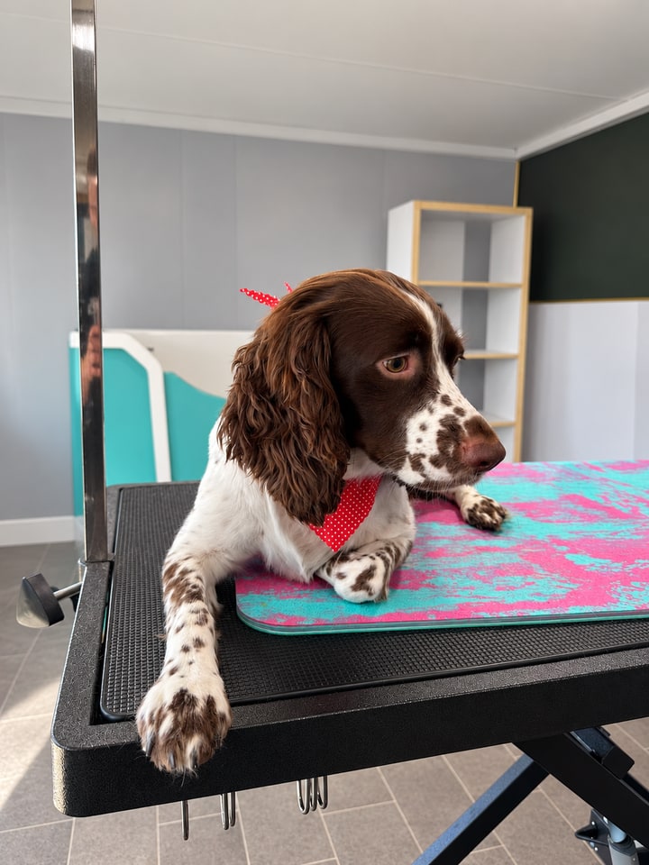 Brown and white spaniel resting on the grooming table