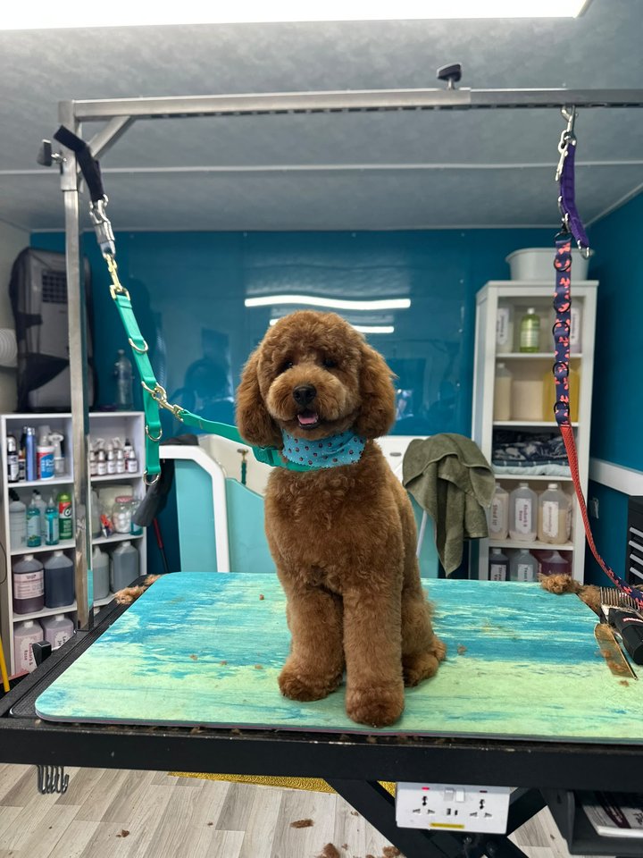 Apricot curly-coated dog standing on the grooming table