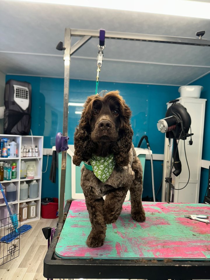 Dark curly-coated dog wearing a green bandana