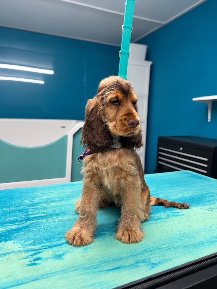 Brown spaniel sitting on the grooming table