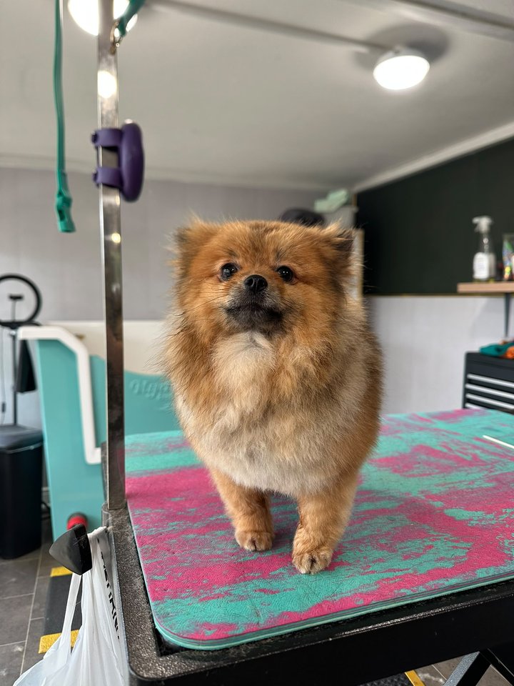 Fluffy tan dog standing on the grooming table