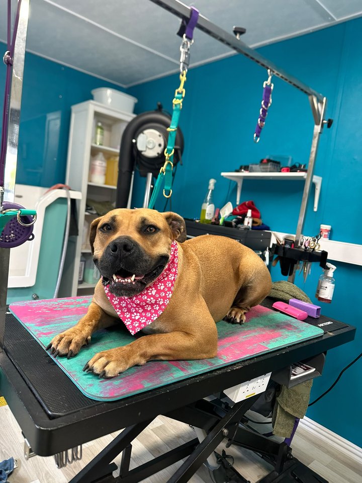 Tan dog lying on the grooming table wearing a pink bandana