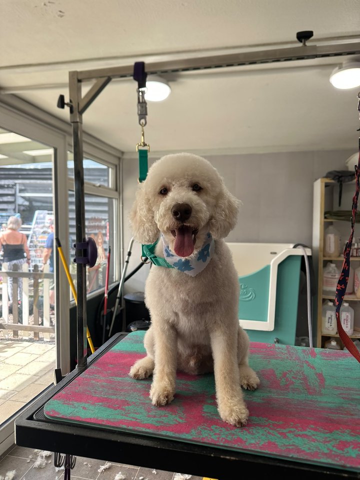 Cream curly-coated dog standing beside the salon window