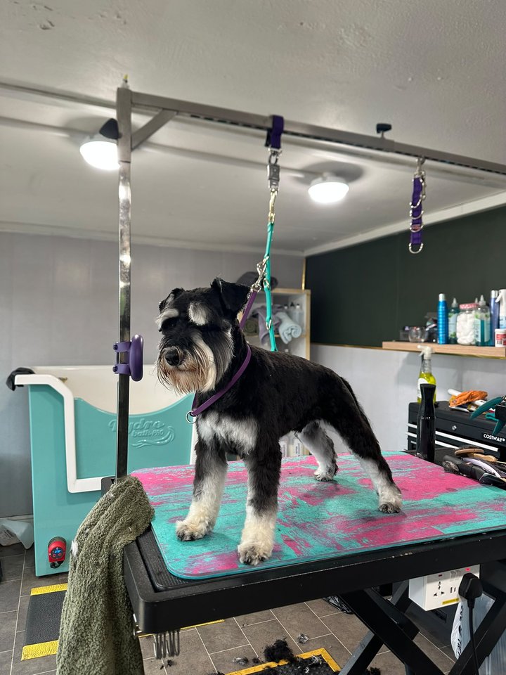 Black and white schnauzer on the grooming table