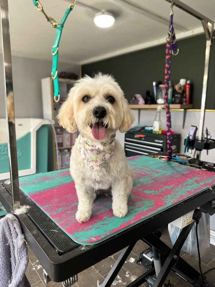 Cream dog looking at the camera on the grooming table