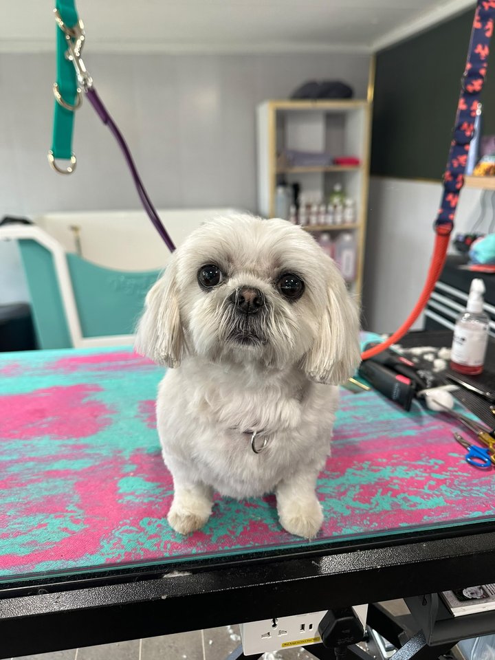 Small cream dog on the grooming table