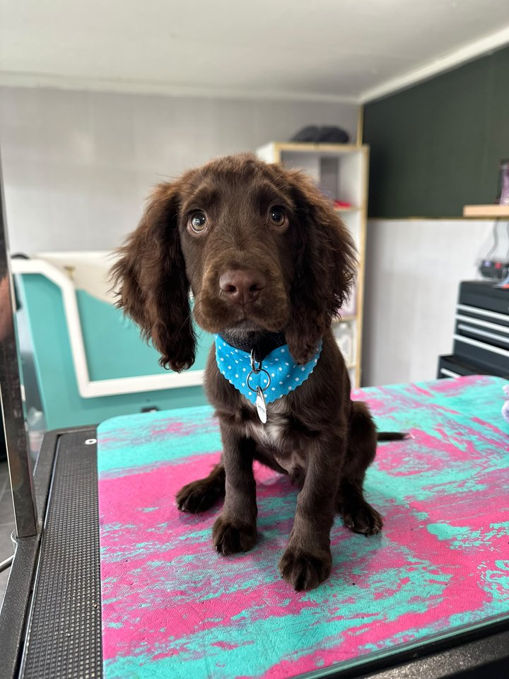Chocolate spaniel wearing a blue bandana