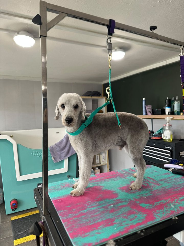 Grey short-coated dog standing on the grooming table