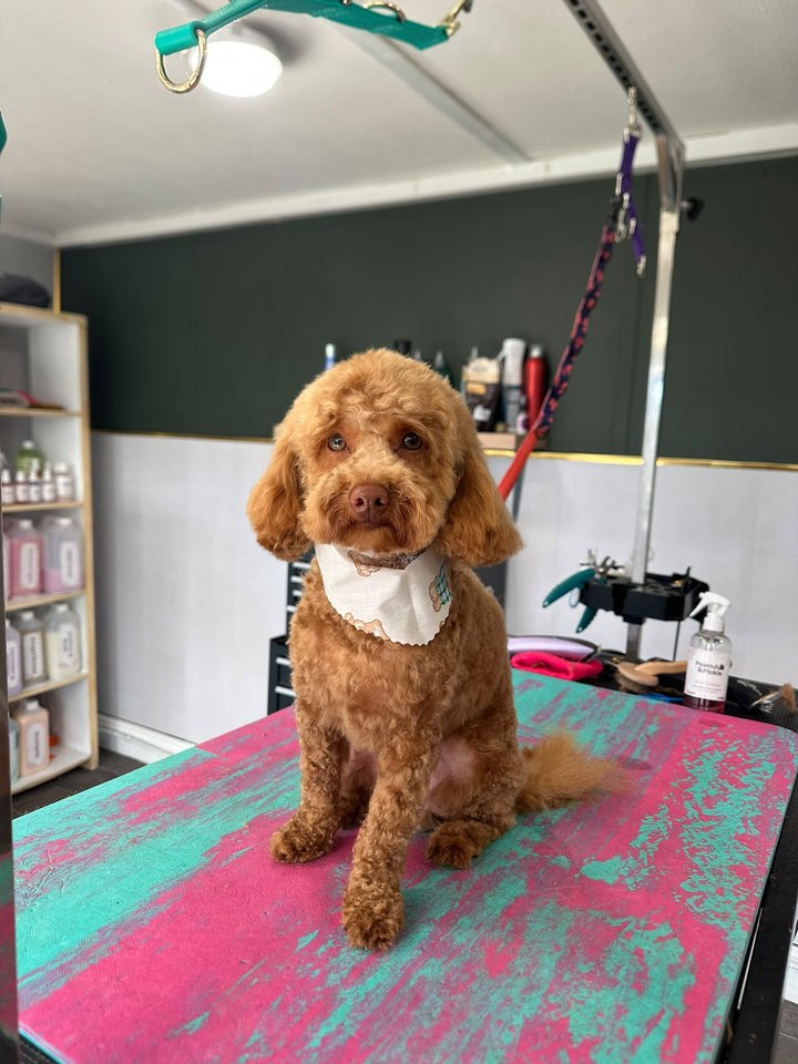 Apricot and white curly-coated dog wearing a white bandana