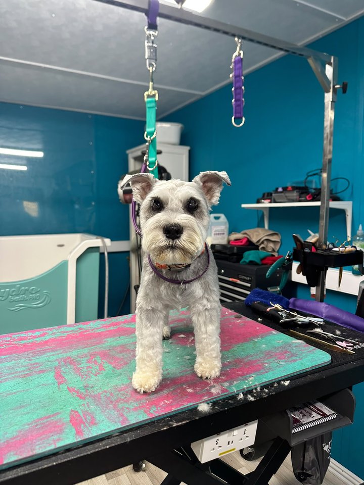 Grey and white terrier standing on the grooming table