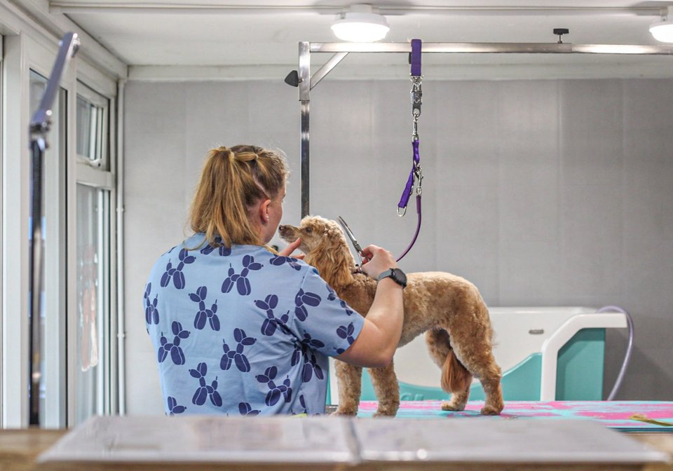 Groomer carefully working with a curly-coated dog in the salon