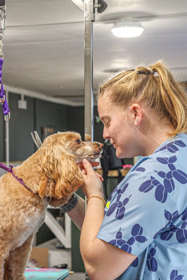 Groomer reassuring a dog during its salon appointment