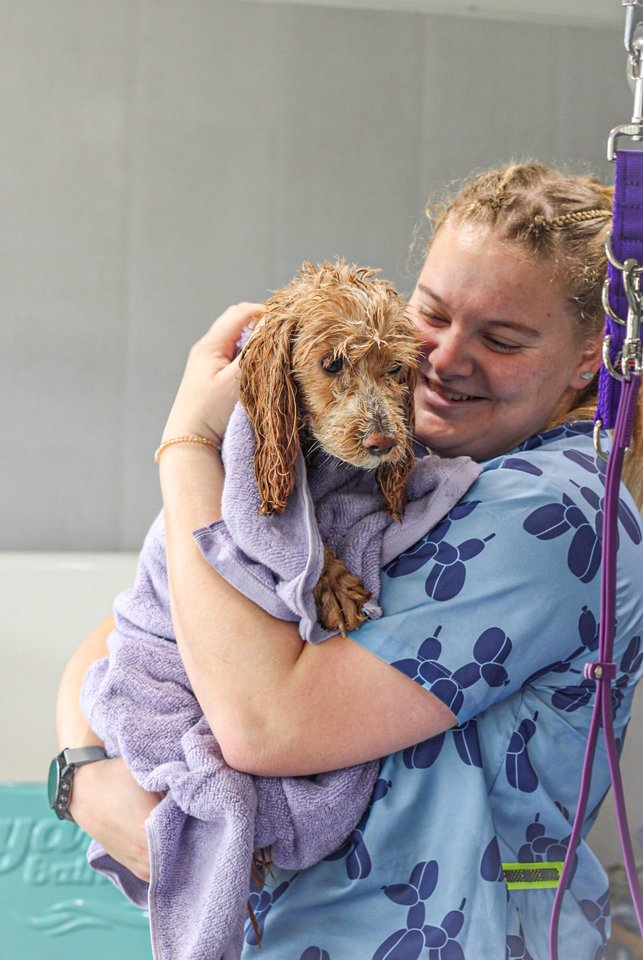 Groomer cuddling an apricot dog in the salon