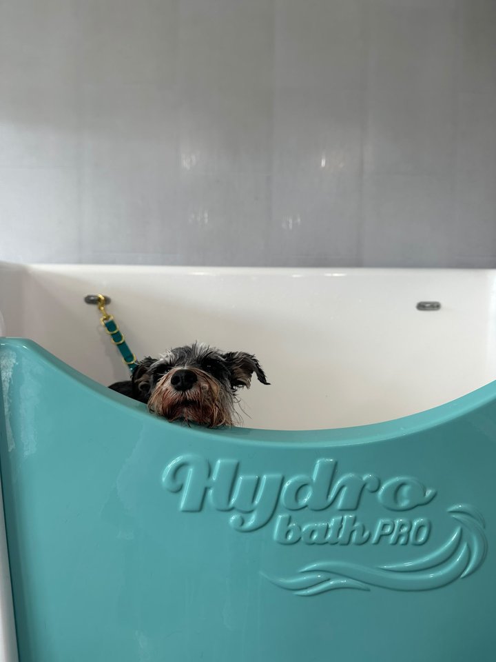 Small dog peeking over the edge of the salon bath